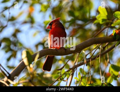 A low angle shot of a northern cardinal bird perched on a tree limb Stock Photo