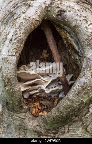 White flat mushroom growth inside cavity of sawed off branch on deciduous tree trunk in summer. Stock Photo