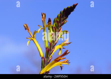 Close up orange, yellow flowers of Cobra lily, African flag (Chasmanthe floribunda). Blue sky. Netherlands Stock Photo