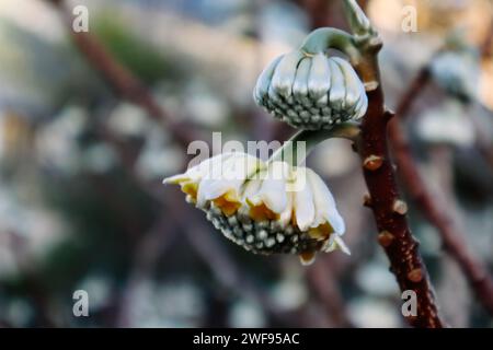 Edgeworthia chrysantha Lindl o Oriental Paperbush, Mitsumata unusual unopened flower buds in spring garden. Blooming plants in springtime Macro nature Stock Photo