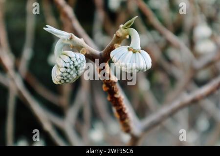 Edgeworthia chrysantha Lindl o Oriental Paperbush, Mitsumata unusual unopened flower buds in spring garden. Blooming plants in springtime Macro nature Stock Photo