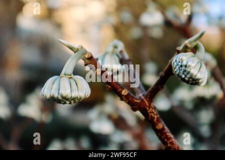 Edgeworthia chrysantha Lindl o Oriental Paperbush, Mitsumata unusual unopened flower buds in spring garden. Blooming plants in springtime Macro nature Stock Photo