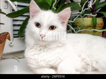 A white domestic cat lies on the windowsill in an apartment Stock Photo