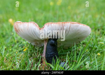 A black forest snail is feeding of a mushroom on a green lawn Stock Photo