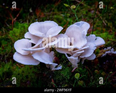 White mushrooms growing on a tree stump covered with green moss in the forest Stock Photo