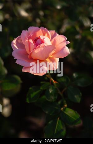 Close-up of a beautiful peach colored rose, elegant floral nature ...
