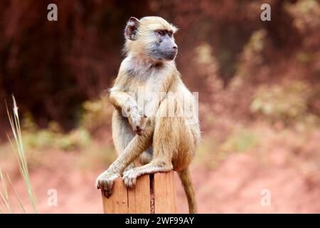 Young Olive Baboon, papio anubis posing on a wood stump in Shimba Hills National Reserve, Kenya, Africa Stock Photo