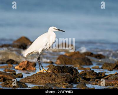 birds in charente maritime Stock Photo