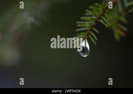A drop of water hanging on spruce branch. Water drop concept. Natural water drops. Stock Photo