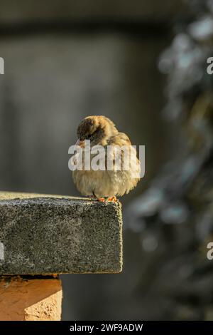 A tiny bird perches gracefully on a wall ledge Stock Photo