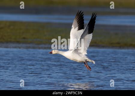 Snow Goose in Flight over water Stock Photo