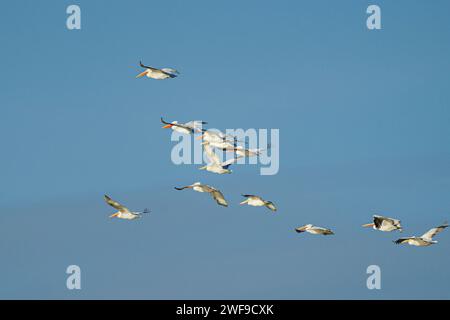 Flock of birds soaring in perfect formation against a clear blue sky Stock Photo