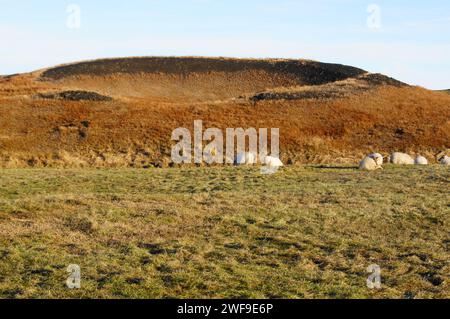 Sheep Grazing by Volcanic Cones and Craters. Skutustadir, Lake Myvatn, Northern Iceland Stock Photo