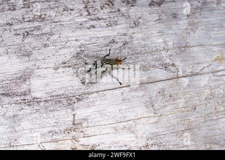 Sarcophaga pumila Variable-tailed Flesh Fly Genus Sarcophaga Family Sarcophagidae wild nature insect wallpaper, picture, photography Stock Photo