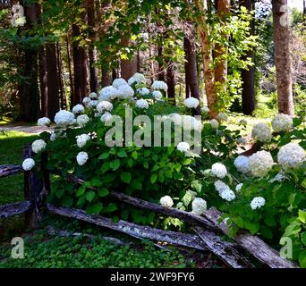 A White hydrangeas adorned with vibrant flowers and lush bushes, bordered by a charming fence Stock Photo