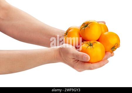 yellow tomato in hand path isolated on white Stock Photo