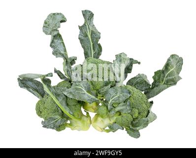 broccoli path isolated on white Stock Photo