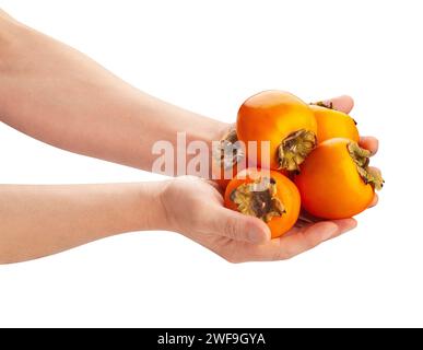 persimmon in hand path isolated on white Stock Photo