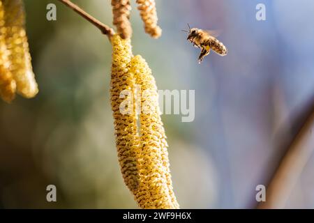 Pollination by bees earrings hazelnut. Flowering hazel hazelnut. Hazel catkins on branches Stock Photo