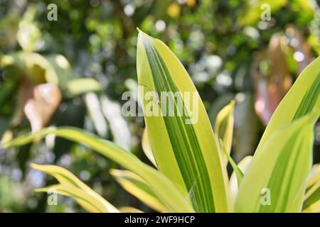 A brown and white striped lynx spider is sitting on a yellow and green striped variegated leaf of a Song of India tree Stock Photo