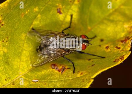 Sarcophaga carnaria Common flesh fly Genus Sarcophaga Family Sarcophagidae wild nature insect wallpaper, picture, photography Stock Photo