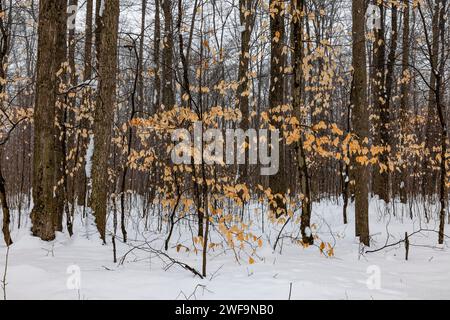 American Beech, Fagus grandifolia, leaves remaining on young trees during winter, to protect buds from browsing deer, in Mecosta County, Michigan, USA Stock Photo