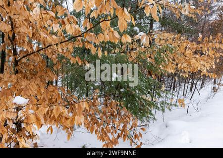 American Beech, Fagus grandifolia, leaves remaining on young trees during winter, to protect buds from browsing deer, in Mecosta County, Michigan, USA Stock Photo