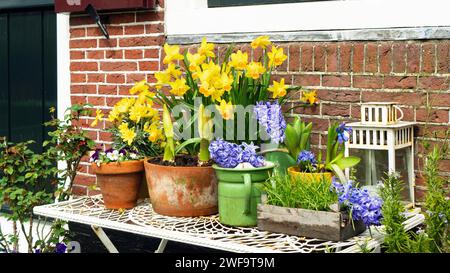 Stylish floral arrangement in rustic style. Yellow daffodils and blue hyacinths decorate a village house on a sunny spring day. Dutch style of landsca Stock Photo