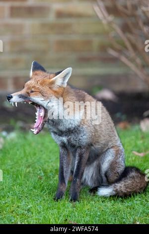A vertical close-up shot of an adorable fox yawning Stock Photo