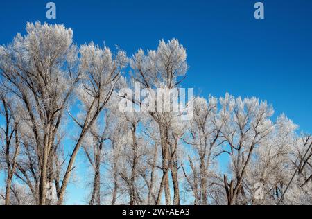 January 28, 2024: Frosted trees along the Gunnison River on a spectacular January morning. Central Colorado's Blue Mesa Reservoir and the Gunnison Valley are important Western water resources and are monitored very closely throughout the winter for vital snowpack runoff predictions affecting downstream communities later in the spring and summer. Gunnison, Colorado Stock Photo