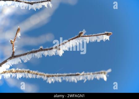 Close-up view of a tree's intricately frosted branches against a clear, bright blue sky. The branches are adorned with a variety of delicate frost cry Stock Photo