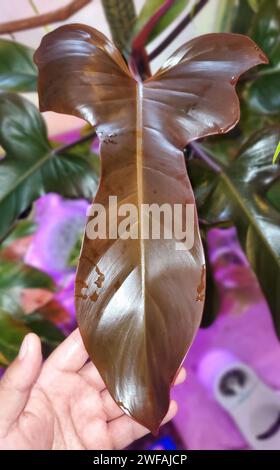 buy split leaf philodendron online Large - Monstera