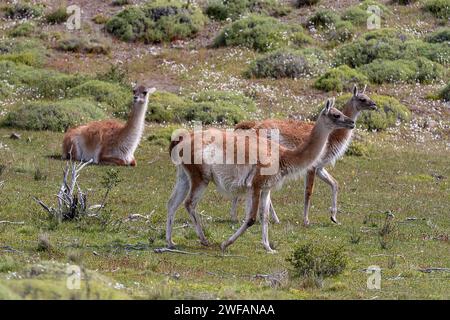 Guanacos (Lama guanicoe) from Torres del Paine National Park, southern Chile Stock Photo