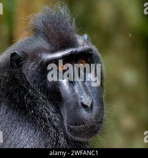 Close up of the Crested Black Macaques (Macaca nigra) in Tangkoko Nature Reserve, northern Sulawesi, Indonesia Stock Photo