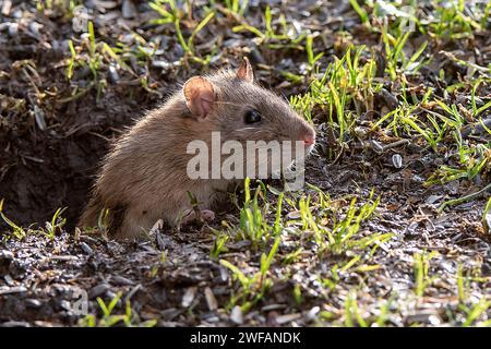 Brown rat (Rattus norwegicus) emerging from it's burrow in south-western Norway Stock Photo