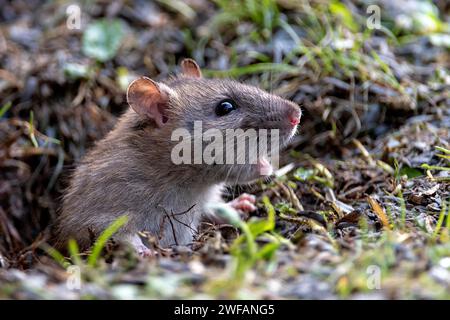 Brown rat (Rattus norwegicus) emerging from it's burrow in south-western Norway Stock Photo