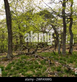 Tree branches on the ground and green leaves on trees on a spring day on the cliffs of Rotenfels in Germany. Stock Photo