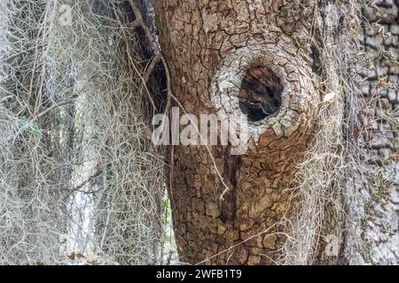 Knot hole on a rough barked tree with draping Spanish moss along the Big Ferry Trail at Skidaway Island State Park in Savannah, Georgia. (USA) Stock Photo