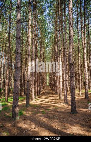 Grooving Trees The Tree Groove at Tionesta Lake in the rugged hills of northwestern ...