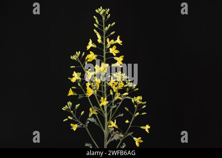 flowering ornamental cabbage on black background Stock Photo