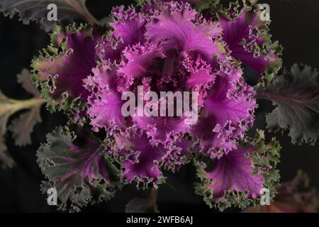 flowering ornamental cabbage on black background Stock Photo