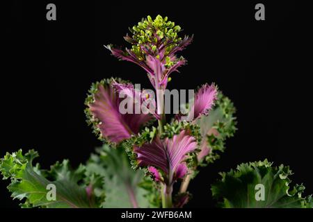 flowering ornamental cabbage on black background Stock Photo