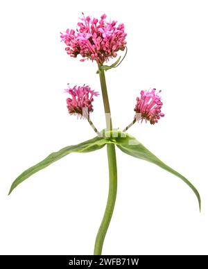 Red valerian flowers isolated on white background Stock Photo
