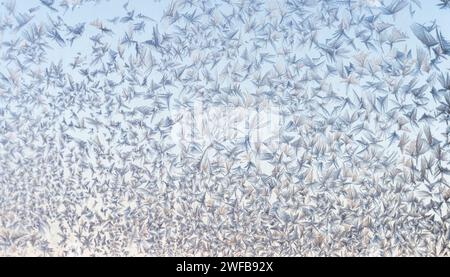 Morning light filters through a dance of frost crystals, forming a delicate mesh against a soft winter sky. Stock Photo