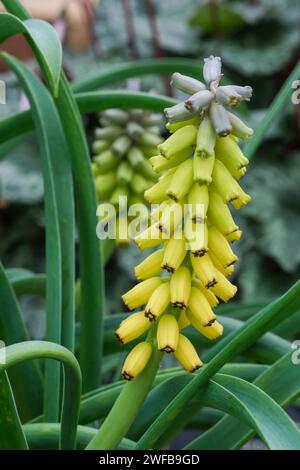 Muscari macrocarpum Golden Fragrance, yellow-flowered variety of Grape Hyacinth Stock Photo