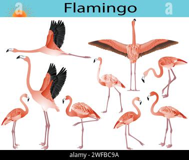Collection of flamingo birds in colour image Stock Vector