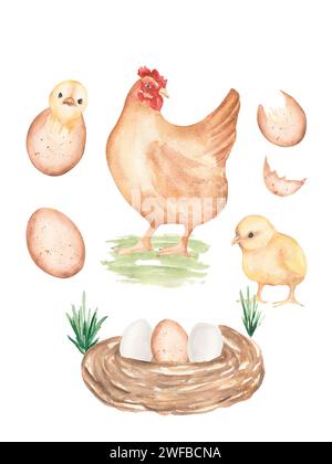 Watercolor chicken life cycle stages illustration, cute kids infographic composition from fertile eggs embryo development to hatching chicks, hand pai Stock Photo