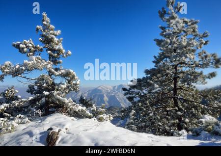 A solitary pine tree stands amidst a snowy landscape, surrounded by majestic snow-covered mountains Stock Photo