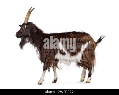Adult female brown with white Dutch Land race walking side ways, looking straight ahead and away from camera. Isolated on a white background. Stock Photo