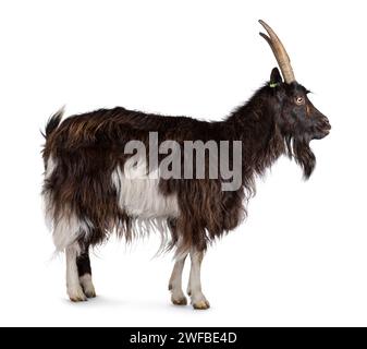 Adult female brown with white Dutch Land race standing side ways, looking straight ahead and away from camera. Isolated on a white background. Stock Photo